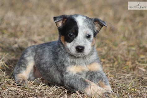 Recognized for its strong herding instincts and work ethic, this breed has a sturdy build and short. . Australian cattle dogs for sale near me